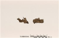 藏品(弱雙歧根梅衣)的圖片